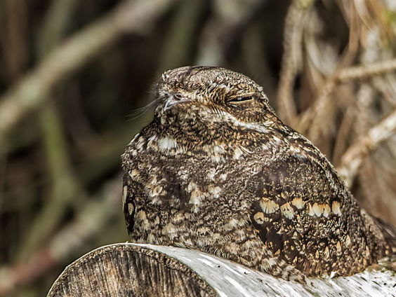 Op nachtsafari op de camping in Ommen: wat wordt wakker in de duisternis?