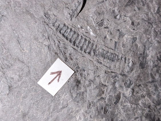 Spectaculaire vondst: miljoenpoot veel ouder dan dino's ontdekt in Nederland