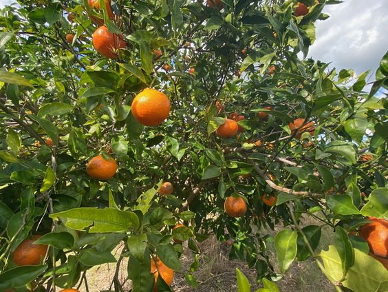Maarten Erasmus wil "overbodige" Spaanse sinaasappels naar Nederland halen