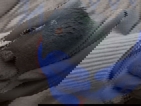 Forensisch onderzoek naar Dordtse duivenbeul