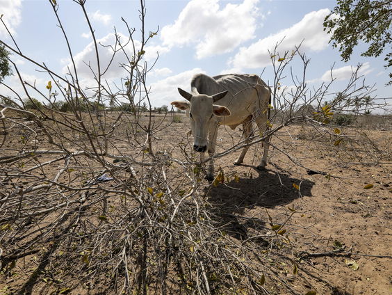 Extreme honger en droogte, een ooggetuigenverslag uit Somalië