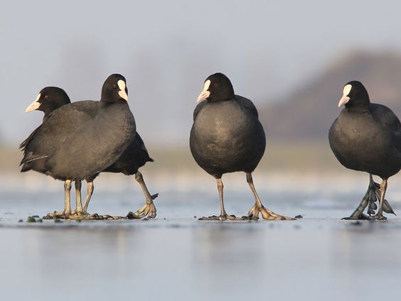 Het gevecht van de meerkoet