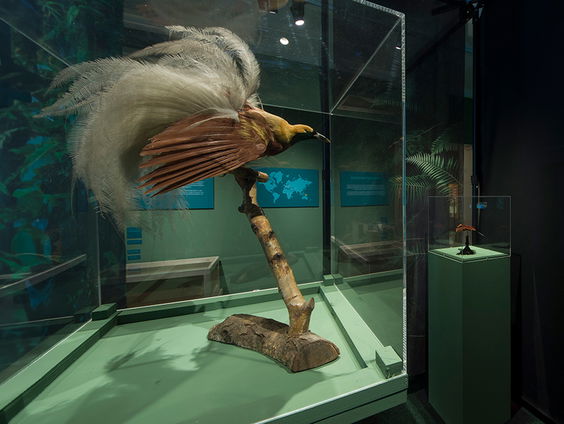 Missionarissen handelden in paradijsvogels