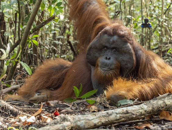 Orang-oetan deskundige niet meer welkom in Nationale parken