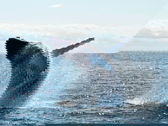 Bultrug komt steeds vaker voor in Nederlandse wateren