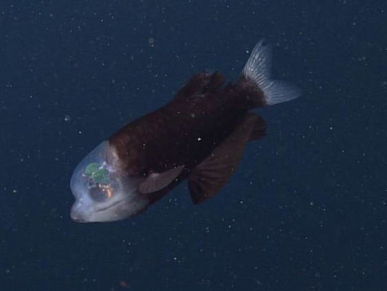Waarom diepzeevissen er niet zo heel aantrekkelijk uit zien
