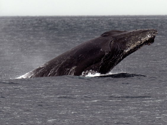 Hoe gaat het verder met de walvissen nu IJsland stopt met walvisjacht?