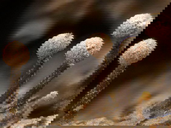 De wondere wereld van de regenschaduwspecialisten