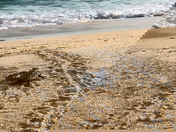 De groene zeeschildpad eet al 3000 jaar op dezelfde plek