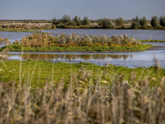 Hoe gaat het eigenlijk met de Marker Wadden?