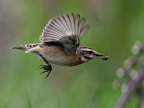 Wokeness in, jawel, het dierenrijk