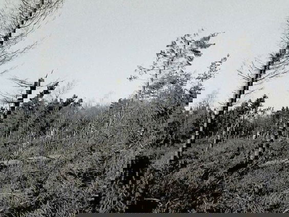 Verjaardag van de stormen in het bos