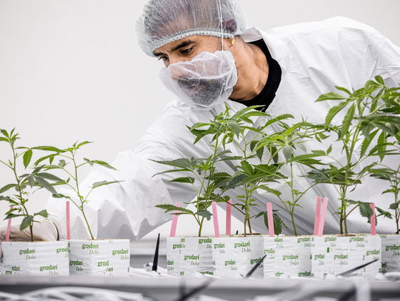 Proef met legaal geteelde wiet van start in Breda en Tilburg