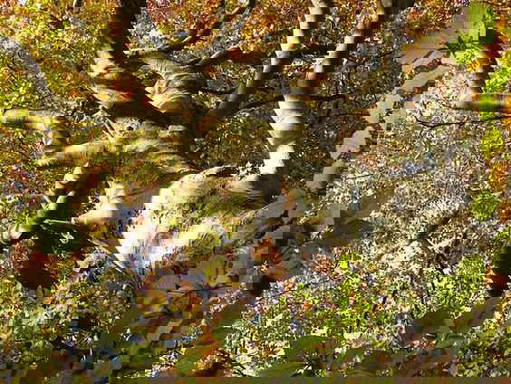 De Floriade staat vol met de stadsbomen van de toekomst