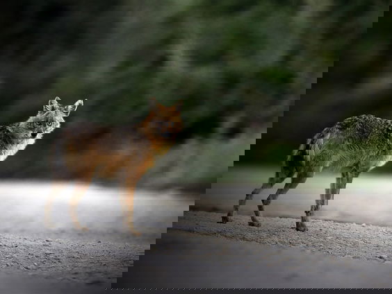 Voor het eerst in Nederland goudjakhals vastgelegd op bewegend beeld