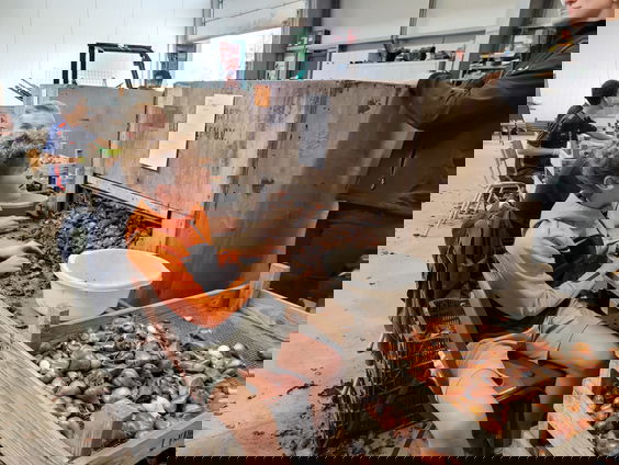 'Werknemers gezocht': Bollenpellers