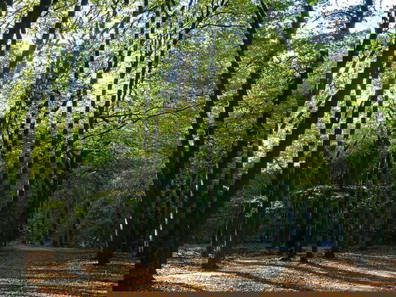 Bostherapie: 'Het bos op een andere manier beleven'