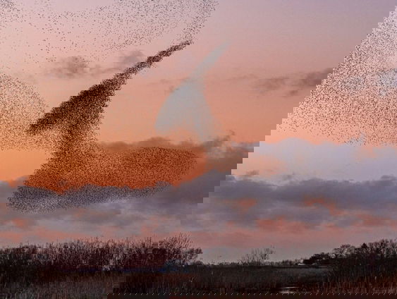 Honderdduizenden spreeuwen dansen boven het riet