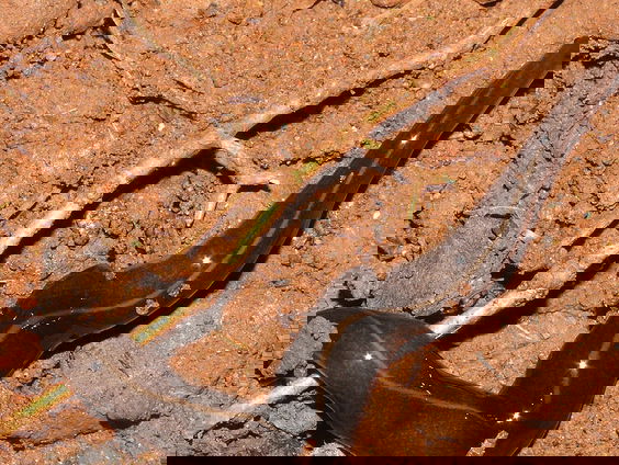 Exotische platworm nu ook op Bonaire