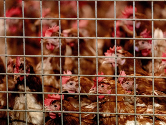 Wat kunnen we verwachten van het vogelgriepvirus in 2024?