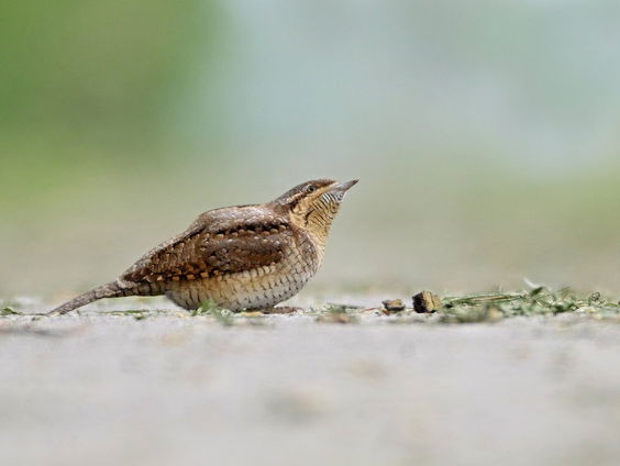 Onderzoek naar de mysterieuze draaihals