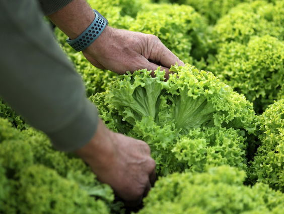 Moeten we stoppen met duurzame landbouw door de oorlog in Oekraïne?