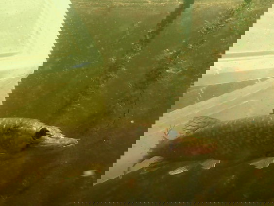 Snoek Eppo gaat rivierkreeftjes vangen