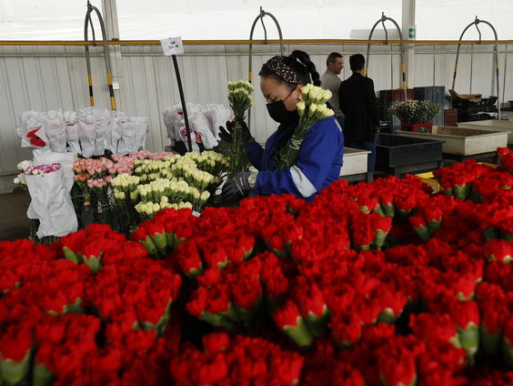 Nederlandse telers produceren minder bloemen door hoge gasprijzen