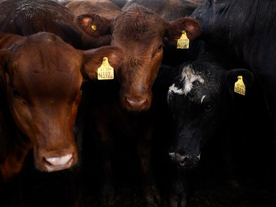Eyes on Animals over de keerzijde van runderen vervoeren per schip