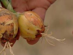 Senegal heeft een haat-liefde verhouding met de Nederlandse ui