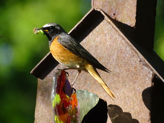 Fenolijn 16 april 2023