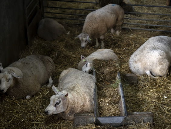 Dierenarts Peter Klaver over de blauwtong-epidemie