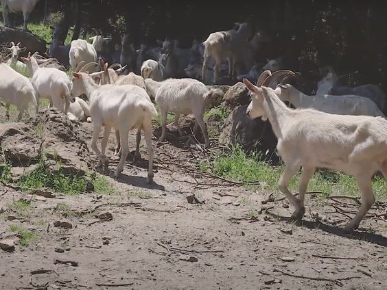 Buitenland Uitgelicht: Italië