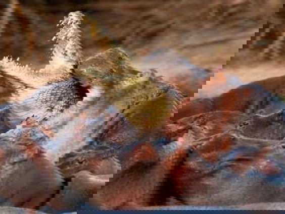 Nijlpaarden zijn geen paarden, maar wel een probleem