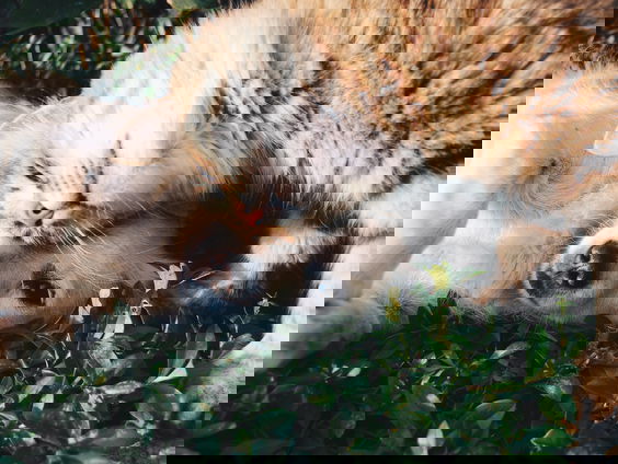 Natalia probeert haar huisdieren uit Belarus te halen