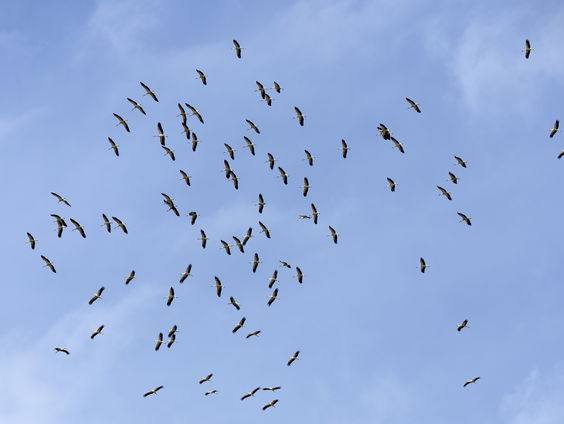 1 op 8 vogels bedreigd met uitsterven