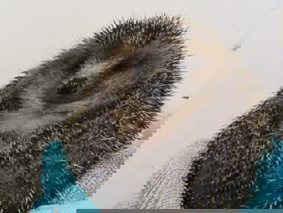 Droge zomers en warme winters funest voor egel