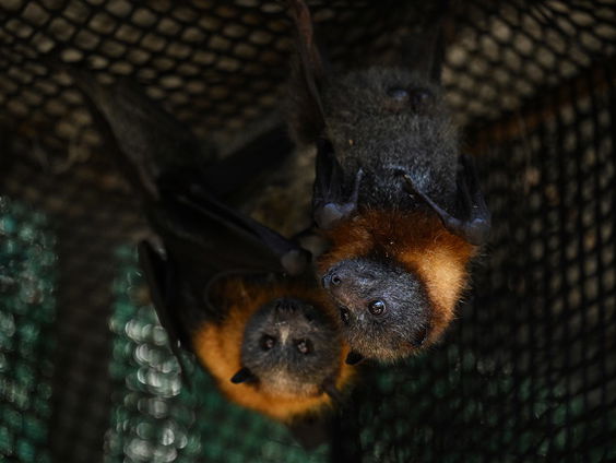 Bescherming vleermuis boven isolatie huis: 'Gaan klimaatdoelen zo niet halen'