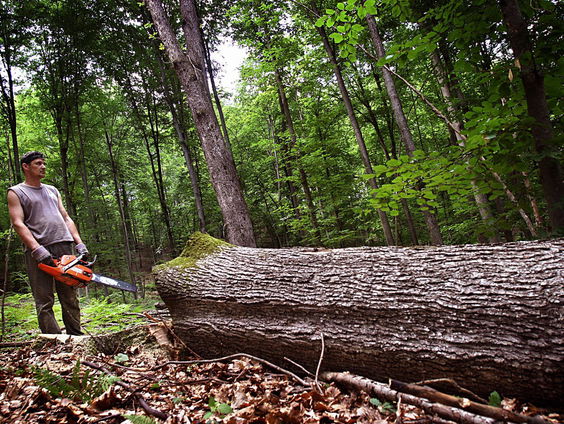 Ontbossing Bosnië door corruptie