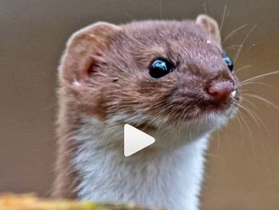 Instagram hit: wezel pakt rat