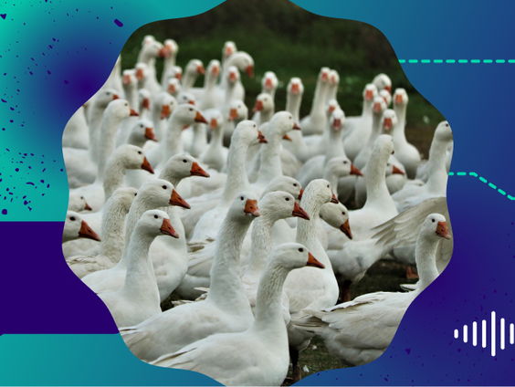 Vogelgriep bij wilde vogels