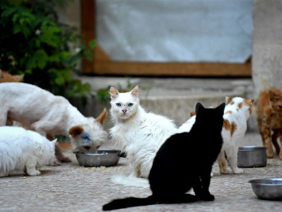 Bestaan er psychopatische katten?