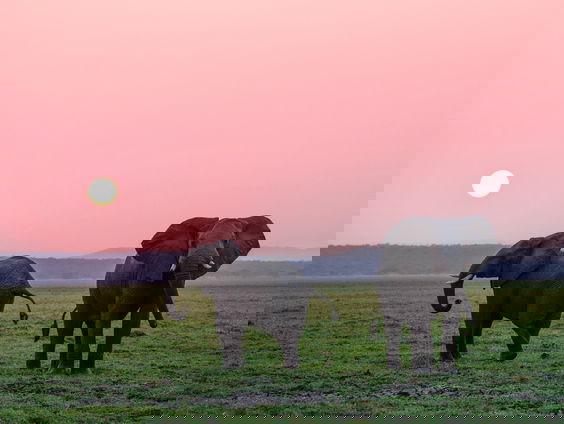 Olifanten temmen zichzelf