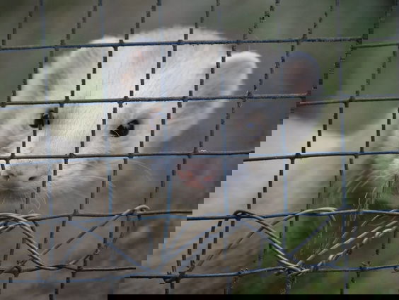 Wereldwijde actie tegen bontverkopend modemerk Max Mara