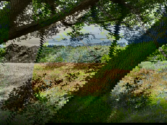 Er gaat niets boven de bodem