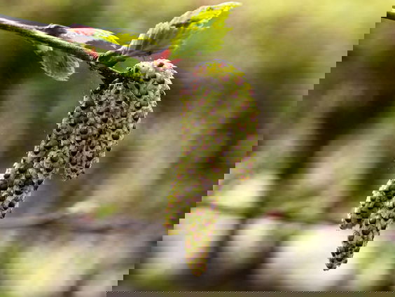 Een hooikoorts vriendelijke stad