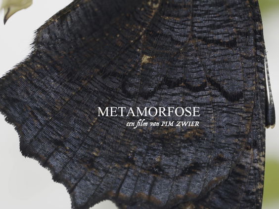 Metamorphosis: natuurfilm of kostuumdrama?