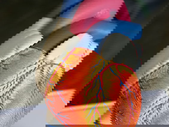 Wat betekent de dood van de patiënt met een getransplanteerd varkenshart voor toekomstige varkenshart-transplantaties?