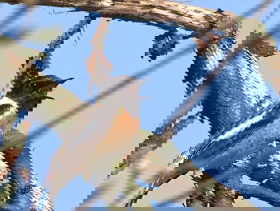 Fenolijn 6 maart 2022