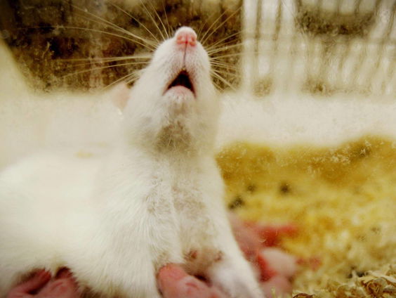 Er komt meer transparantie over proefdieronderzoek